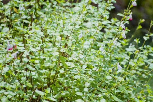 なぜチェリーセージを植えてはいけないと言われるのか