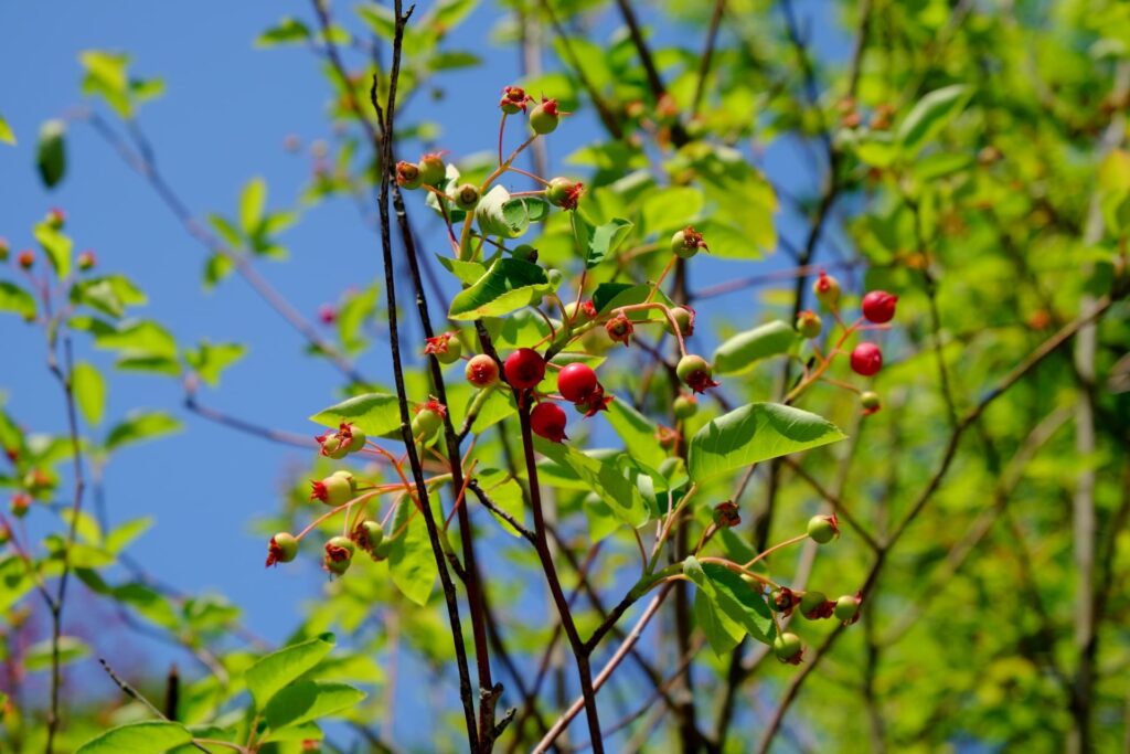 ジューンベリーを植えてはいけないと言われる理由