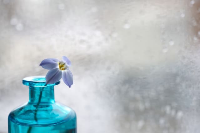 鉢植えでの管理方法なら安心