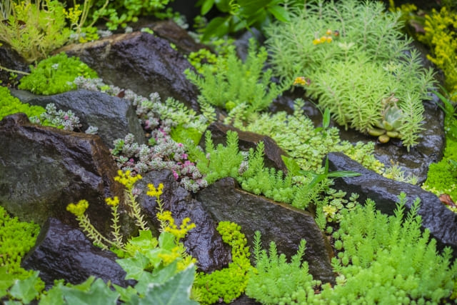 セダムを植えてはいけないと言われる理由