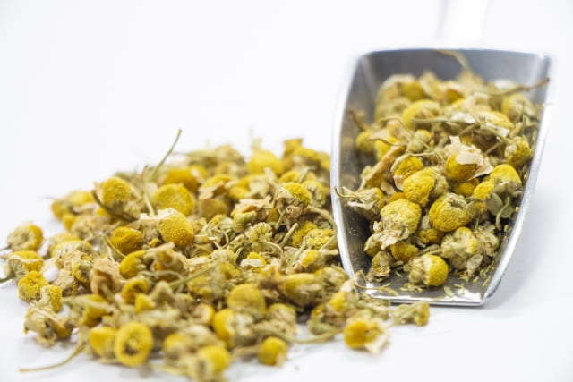 手入れは難しい?初心者向けの育て方注意点