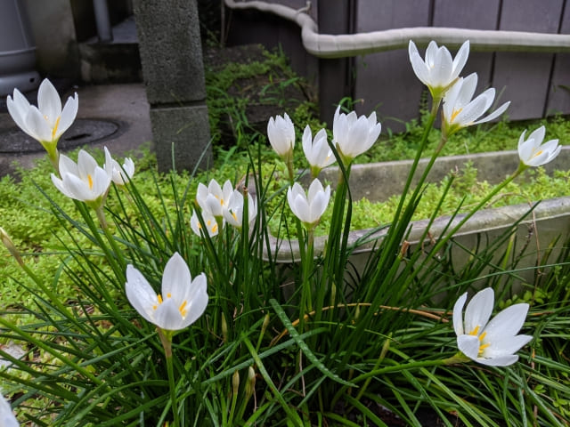 ハナニラを植えてはいけない時の対処法