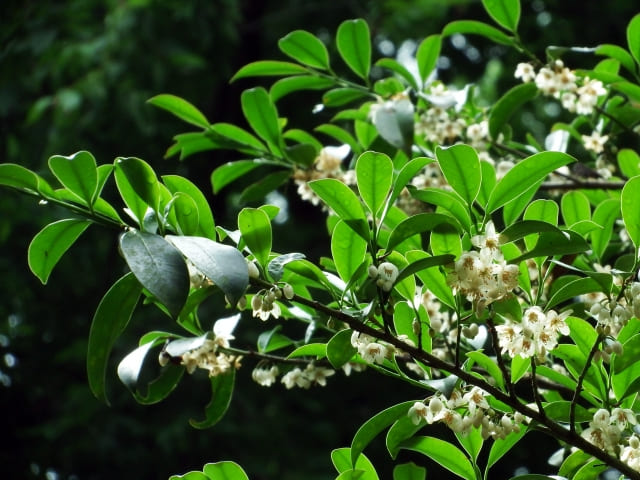 榊を「植えてはいけない」と言われる理由とは?