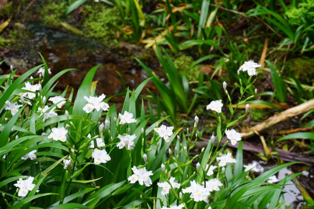 庭が崩壊し他の植物が枯れる可能性
