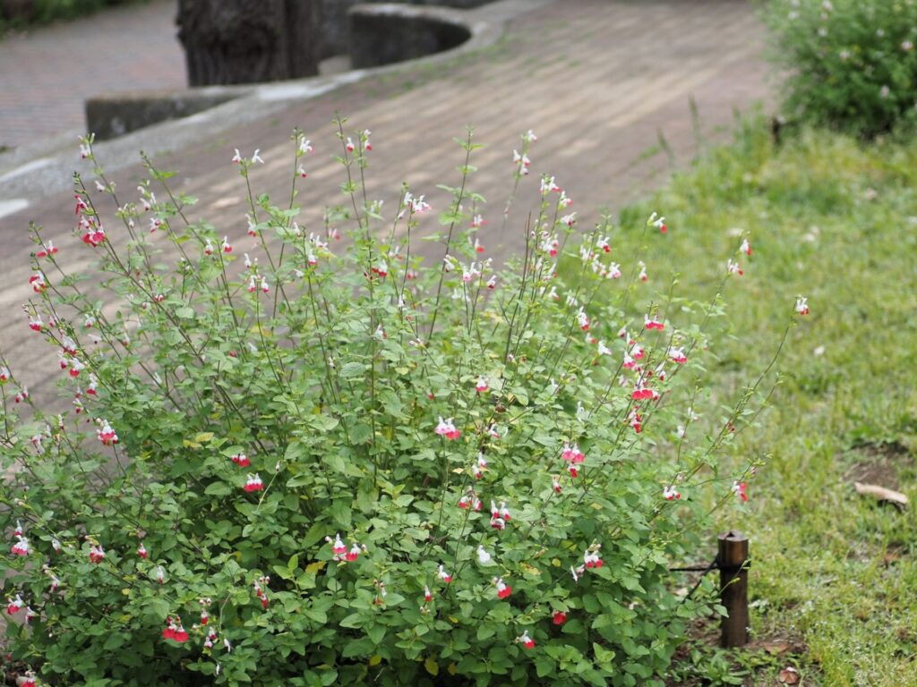 家庭で栽培する前に知るべきこと