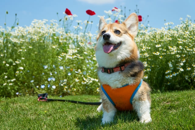 猫や犬に危険?カモミールの毒性について