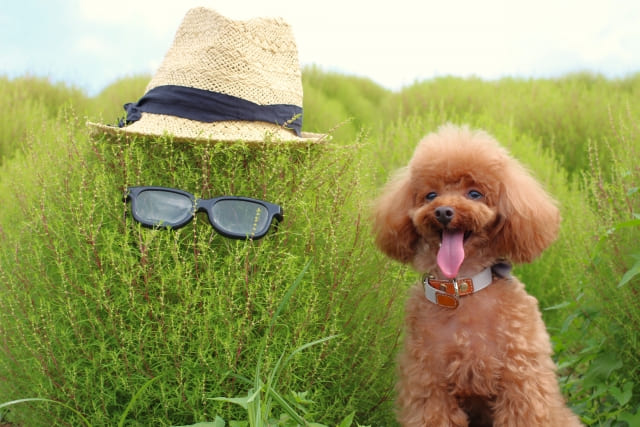 コキアの毒性やアレルギーは大丈夫？