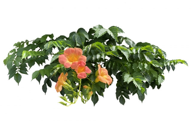 それでも植えたい人向けの対策と注意点