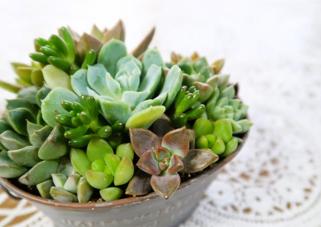 地植えと鉢植えで変わる生育スピード