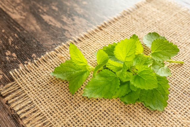 レモンバームは繁殖力が強い代表格