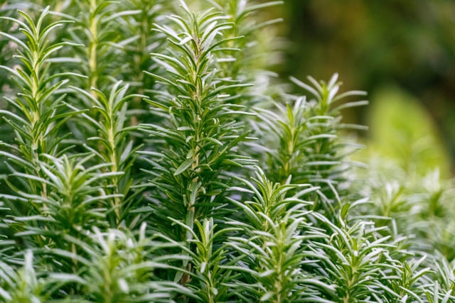 庭に植えない方がいいハーブの種類と特徴