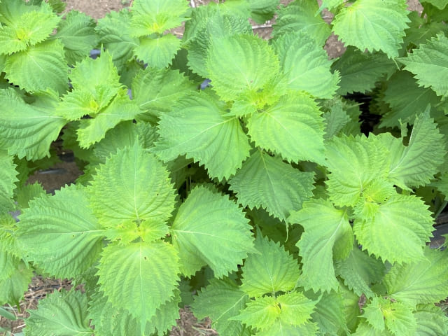 シソを植えてはいけない他の植物との相性問題