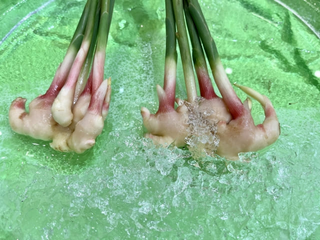 「生姜を植えてはいけない」と言われるのはなぜ?