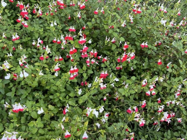 地下茎で庭中に広がりすぎる恐怖