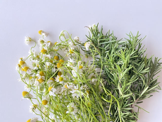 それでもカモミールを育てたい人向けの対策と管理法