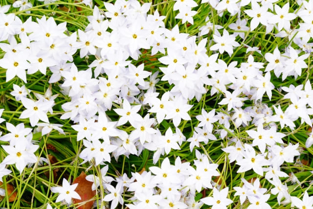 なぜハナニラを植えてはいけないと言われるのか