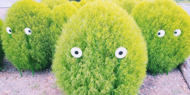 種まきで散らかる？植えっぱなしにできない