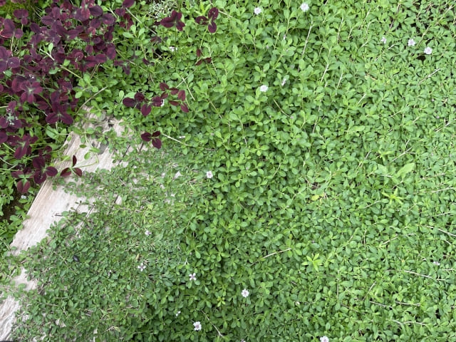 クラピア 植えてはいけないと言われる理由