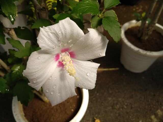 鉢植えでコンパクトに管理する方法