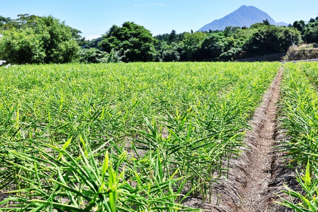 生姜を植えてはいけない!?失敗を避ける栽培法