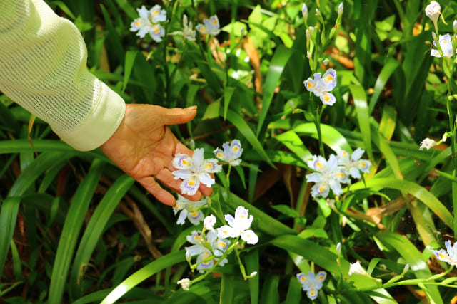 増えすぎたシャガの対策と上手な管理方法
