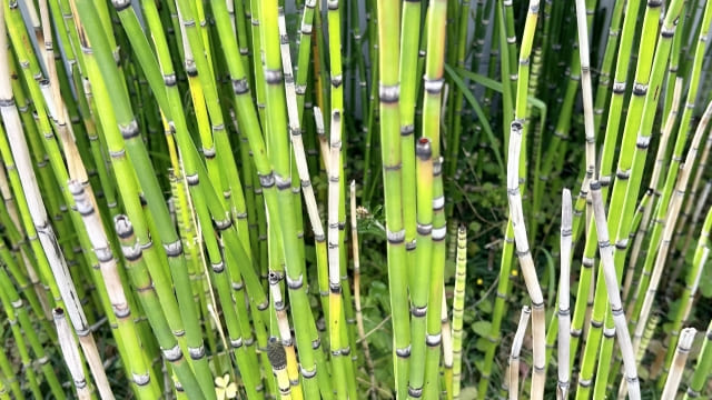 「トクサを植えてはいけない」と断言される5つの理由