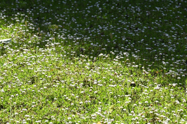 クラピア 植えてはいけない？芝生との比較