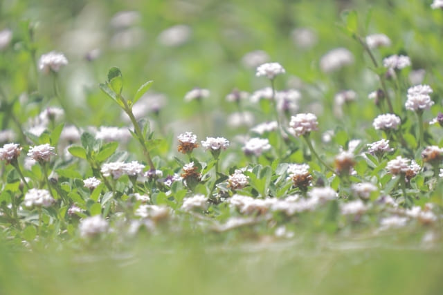 クラピア 植えてはいけない環境的要因