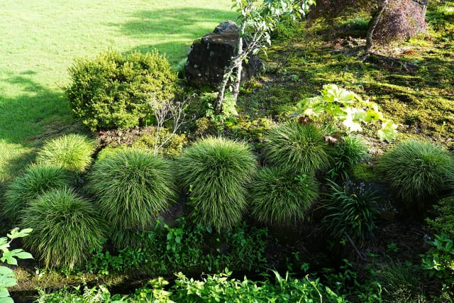 タマリュウを植えてはいけない場所と他の植物