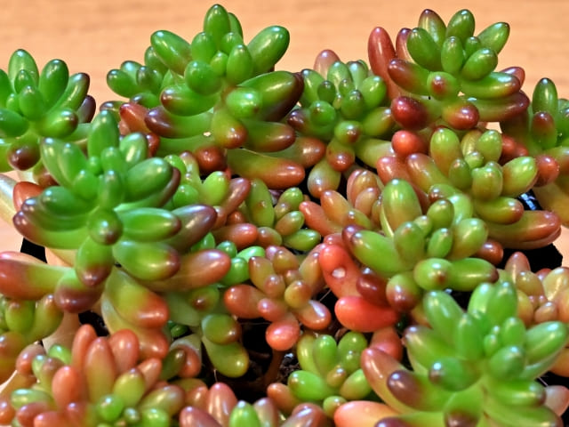 セダムを植える前に知っておきたい環境と管理のポイント