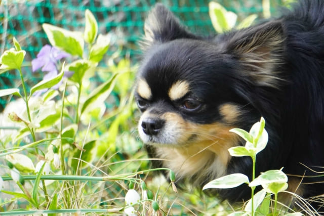 植える前に知りたいツルニチニチソウの多様な側面