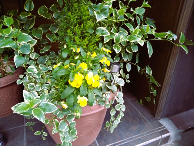 地植えより鉢植えでの管理がおすすめ