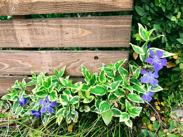 日陰でも根が広がり雑草化する