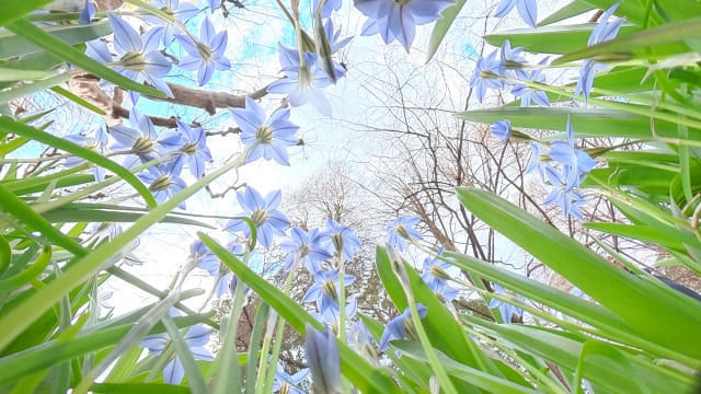 ハナニラを植えてはいけない場合の注意点