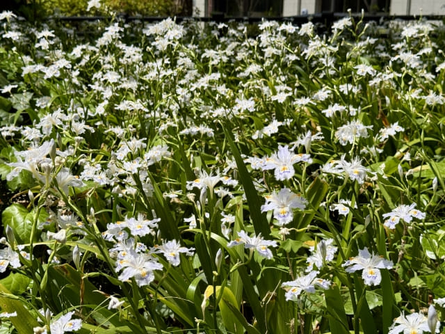 なぜか花が咲かないときの原因と対策