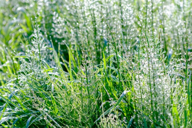強すぎる繁殖力とスギナとの違い