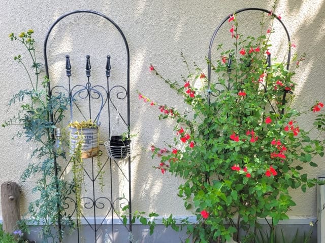 管理の手間もチェリーセージを植えてはいけない要因