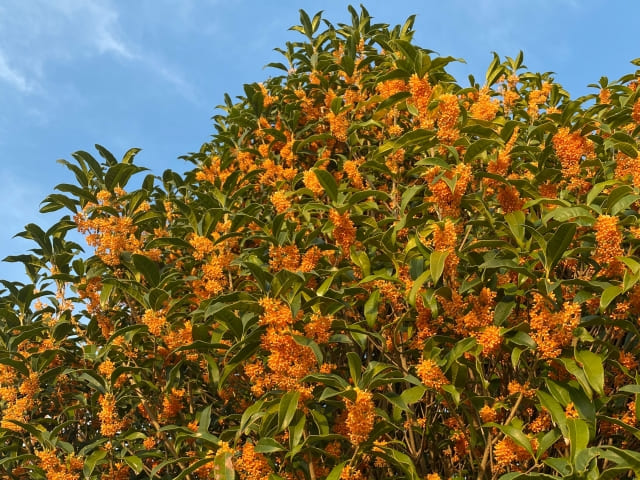 金木犀を庭に植えると後悔する?主なデメリットとは