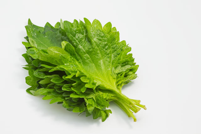 シソを上手に育てるための管理方法