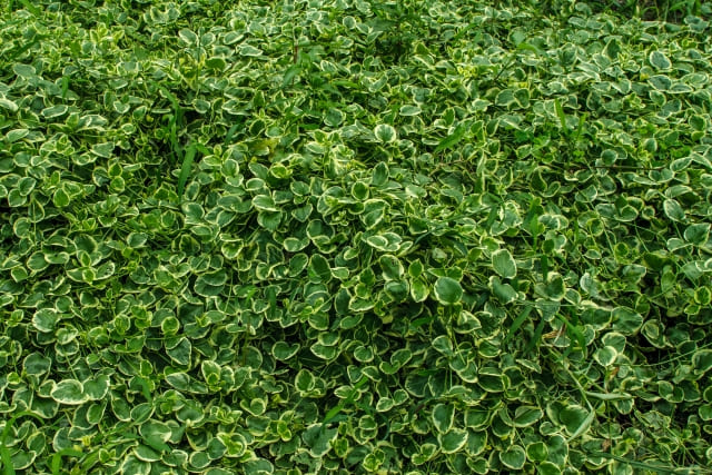 なぜツルニチニチソウは植えてはいけないと言われるのか