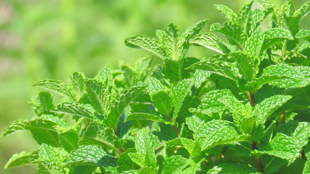 なぜ?ハーブを庭に植えてはいけない理由