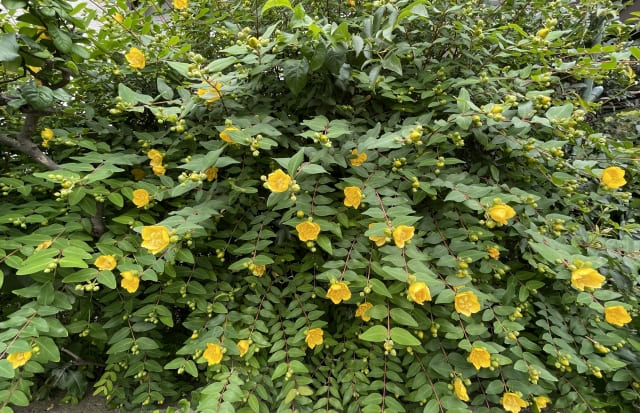 モッコウバラを植える前に知っておきたい注意点