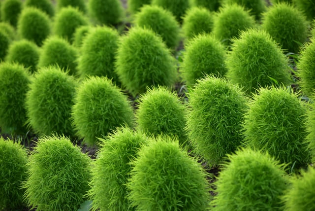 コキアを庭に植えてはいけない環境・生態系の問題