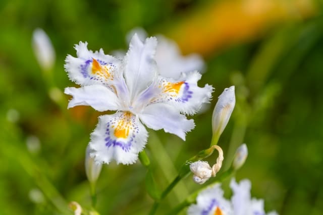 シャガを植えてはいけないは嘘?魅力と注意点
