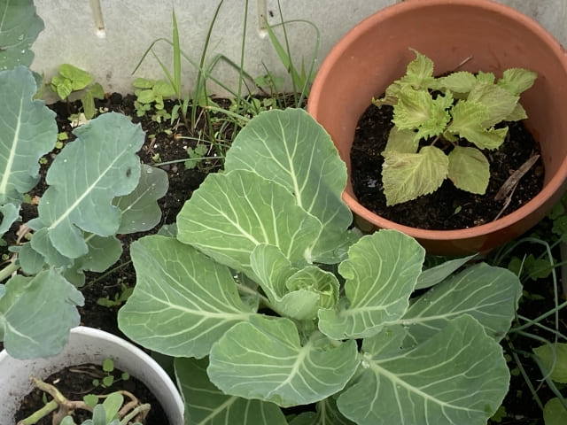 他の植物が枯れるアレロパシーとは