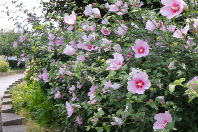 対策は？ムクゲを植えてはいけない場合の選択肢