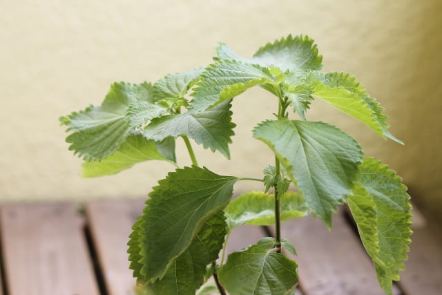 コンパニオンプランツとしての相性