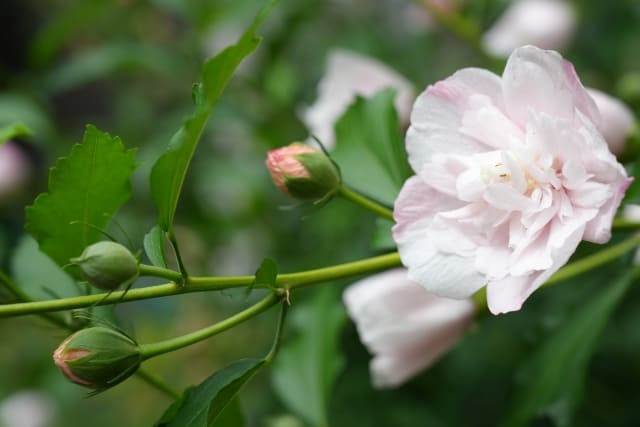 モッコウバラを植えてはいけないと言われる7つの理由