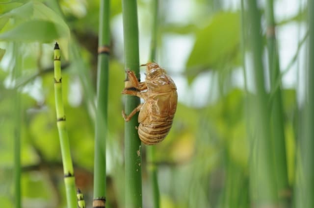 なぜ危険？「トクサを植えてはいけない」と言われる被害