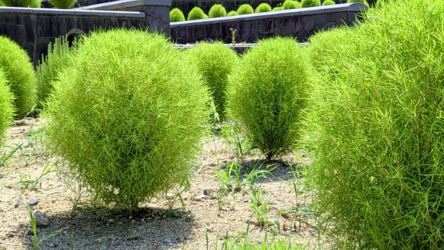 「コキアを植えてはいけない」と言われる理由とは